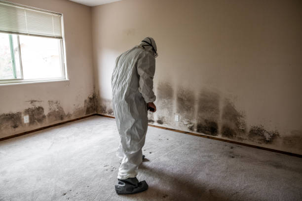 Mold Odor Removal Services in Huntsville, AR